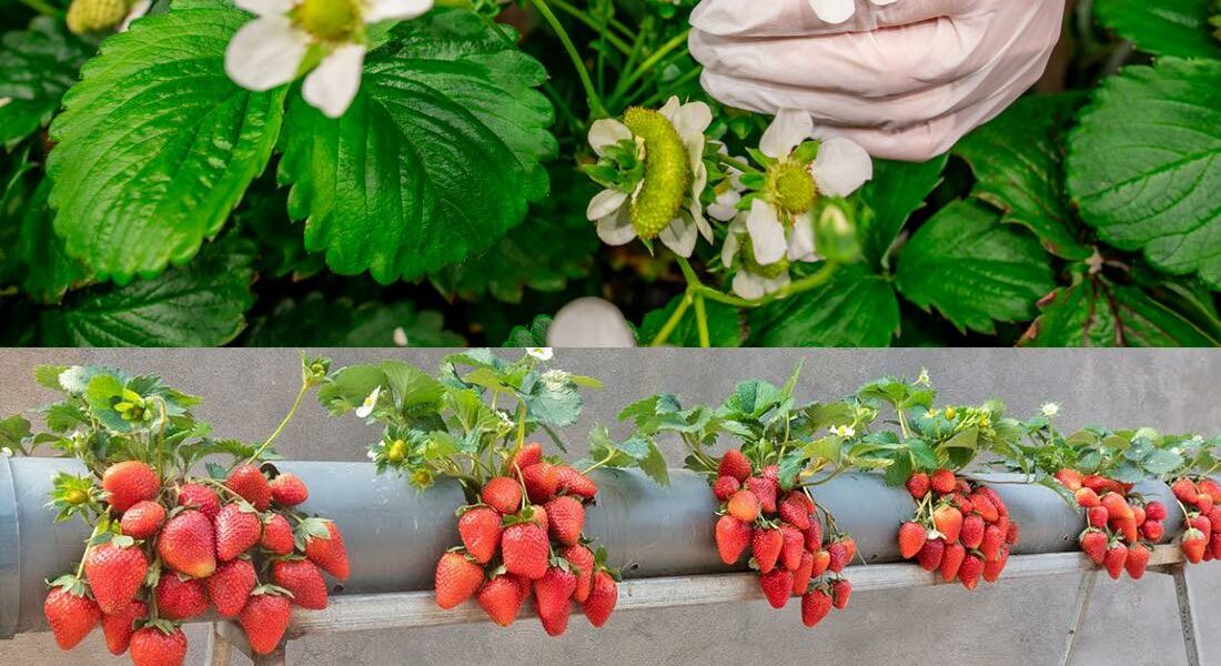 7 consejos de expertos para cultivar fresas saludables en su jardín