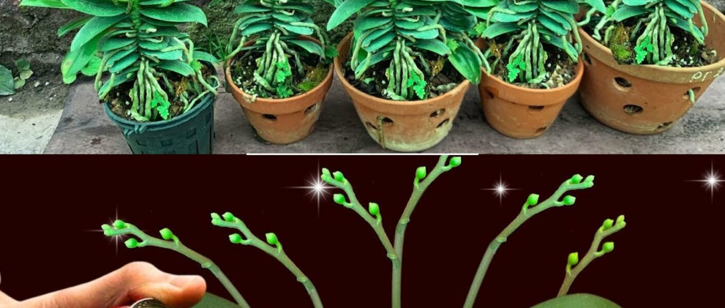 Transforma Tus Orquídeas con Este Increíble Truco de Agua Consejos