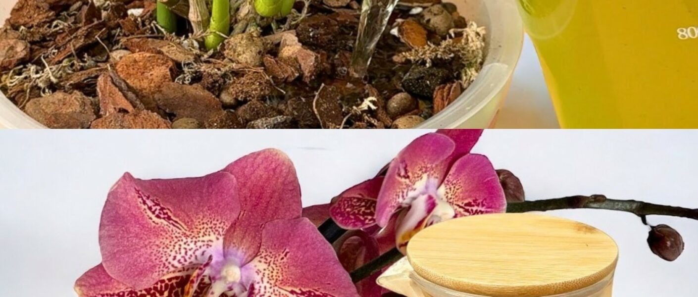 Si riegas las plantas de tu casa con esto serán 10 veces más