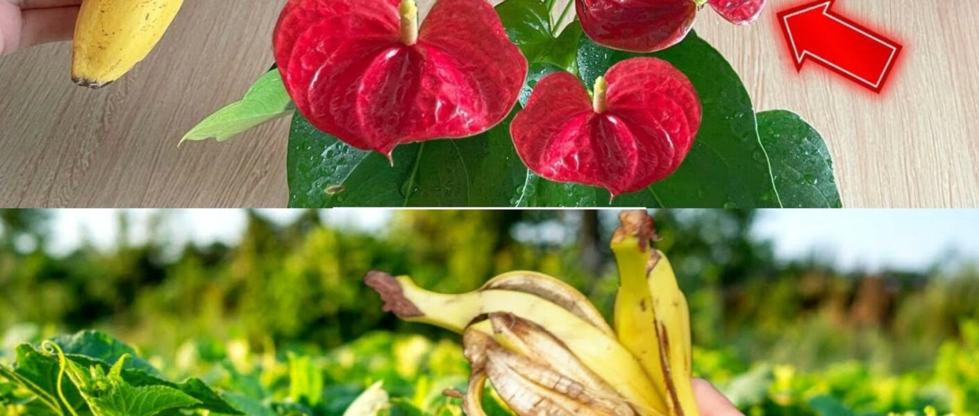 Si Riegas Las Plantas De Tu Casa Con Esto Ser N Veces M S Exuberantes Que Ahora Consejos